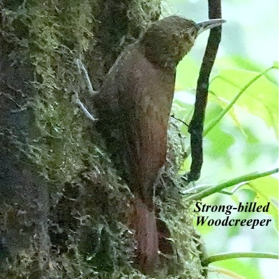 Strong-billed Woodcreeper